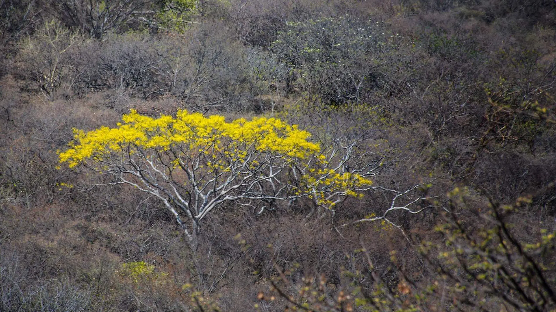 agenda-ambiental-karime-cortesía (3)